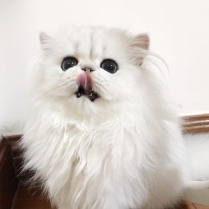 欧美黑人妇BBBB槡BBBB
